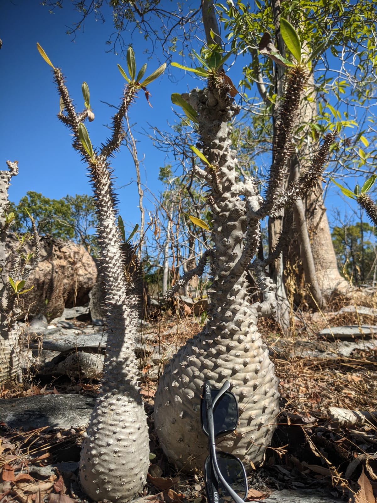 Baobabs